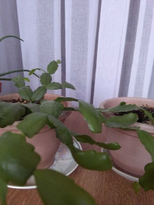 Декабрист   - шлюмбергер