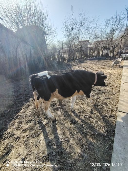 Vând vițea Holstein