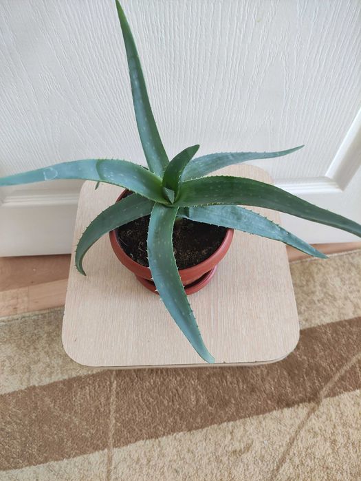 Алоэ лечебное растение - 2000