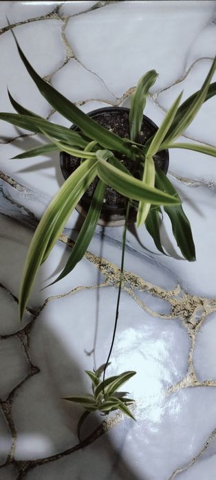 Хлорофитум продам.