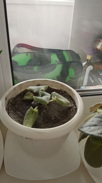 Продам цветы в горшках