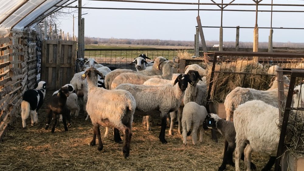 De vânzare oi cu miei