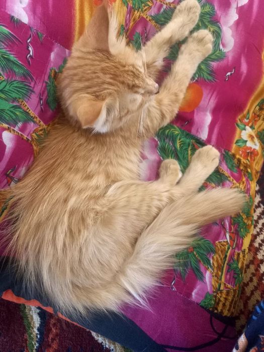 Aralash porno tomosha qiling