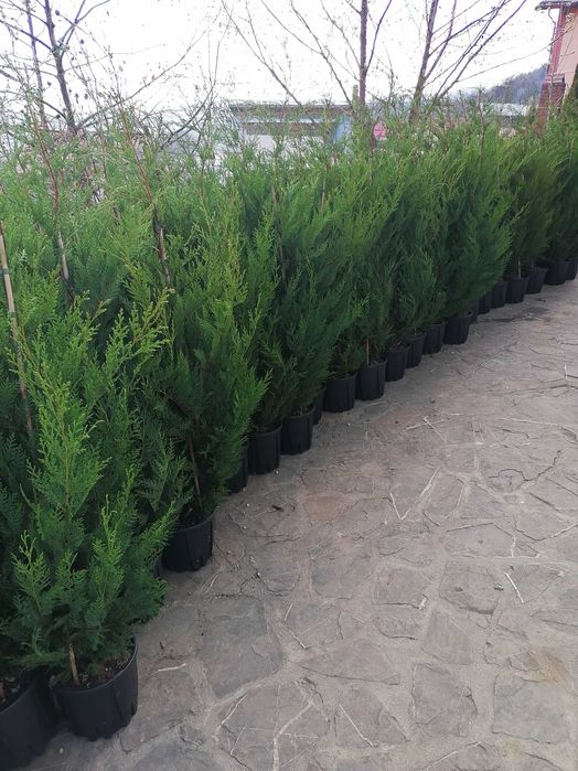 Mesteacăn, Magnolie, Brazi, Tuia, Catalpa, Prunus.