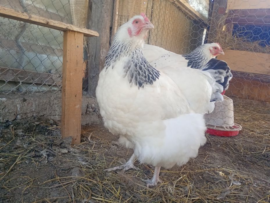 Disponibile gaini sussex