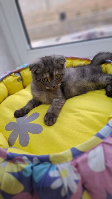 Zotli mushuk sotiladi 800000 ming divoman Narsalari bilan beraman