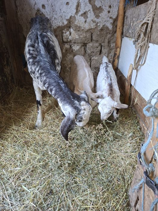 Capre anglonubian cu 2 iez