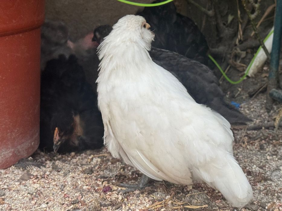 Pui de găină pitică și normala