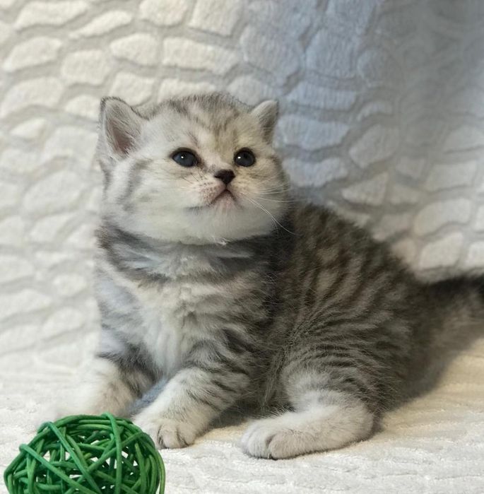 Замечательные котятки