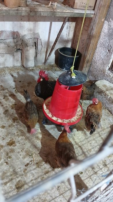 Gaini, puicute italiene