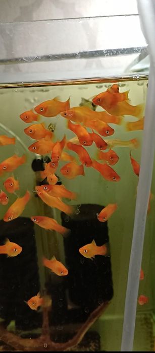 Продам красных пицилий