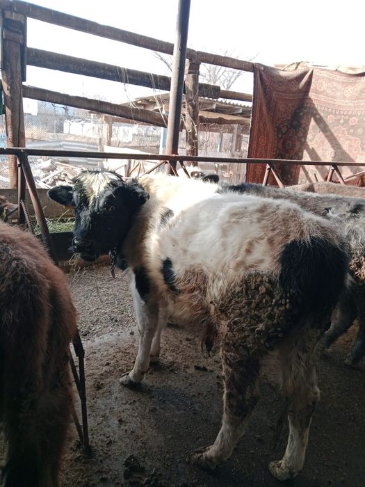 Продам 5 быков и телочку