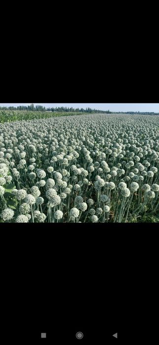 Пиёз уруґи сотилади.Орландо сорти Янги уруґ тозаланган.