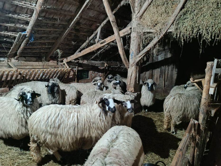 De vânzare 12 oi