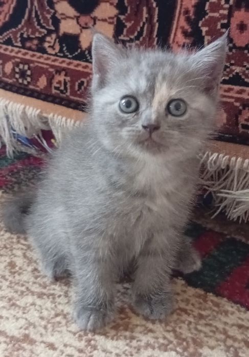 Котята британские