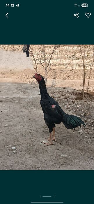 Turk toza qon sotiladi