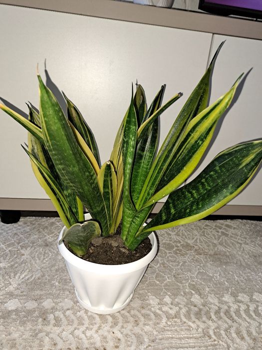 Продам сансевиерию