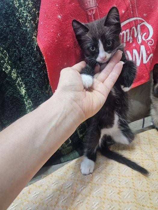 Котёнок в добрые надёжные руки