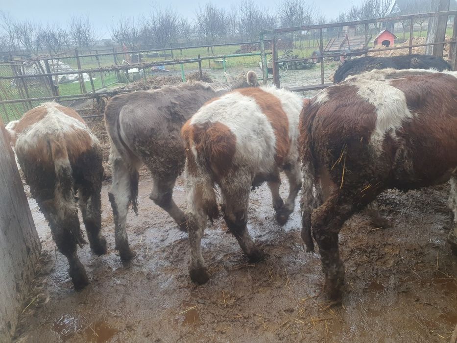 Vand 7 vitei si vitele peste 200 kg