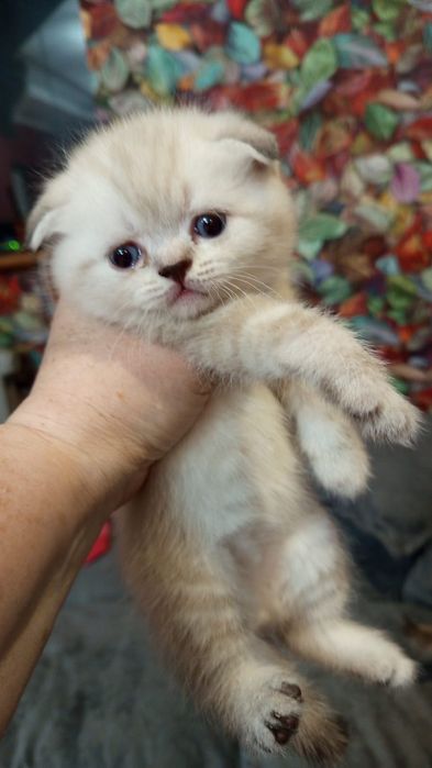 ШотЛандСкие котЯта #