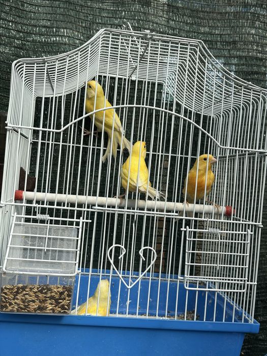 Canari si cantatori