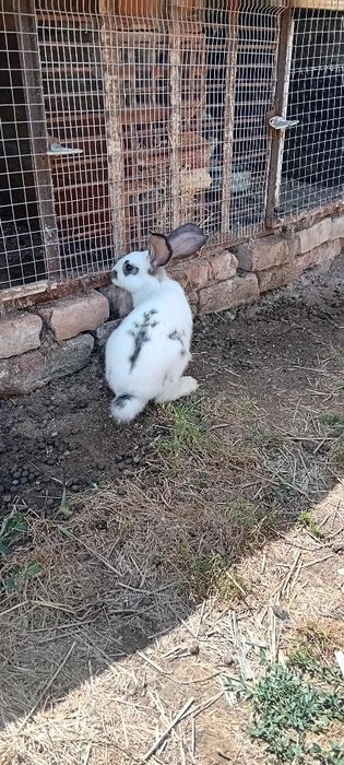 Продавам зайци на четири месеца