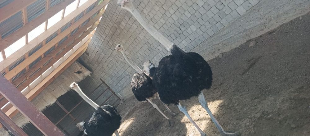 Продаю  шесть страус