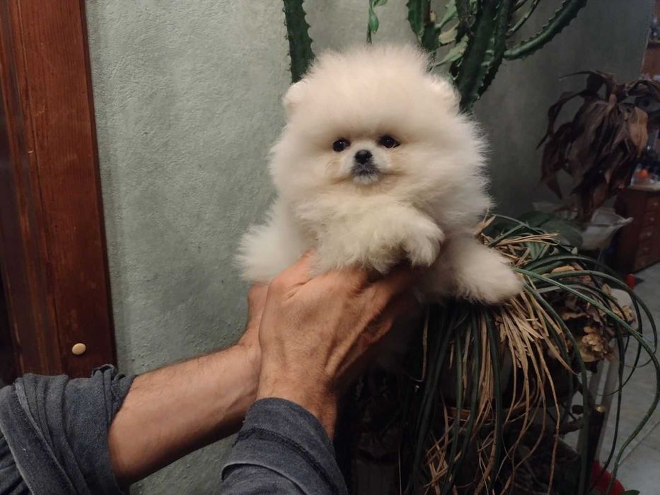 померански шпиц-мъжко и женско кученце