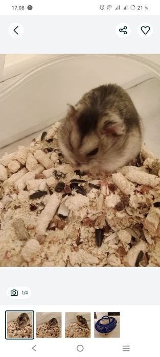 Продаю хомяк симпатичный