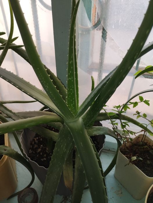 Алоэ Вера продам