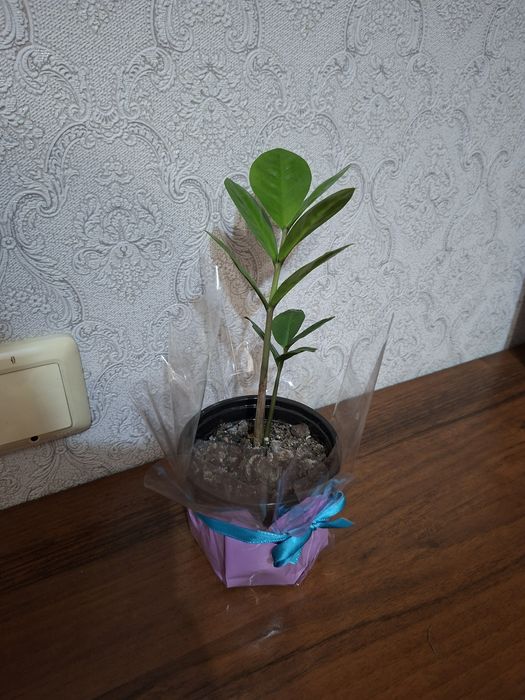 Долларовое дерево Замиокулькас