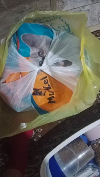 Продам кошка персидская