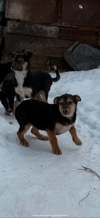 Отдам мальчишек в добрые руки