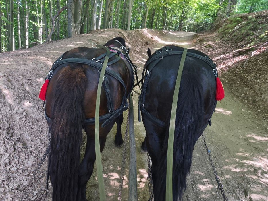 De vânzare mânz de 3 ani sau ofer spre montă!