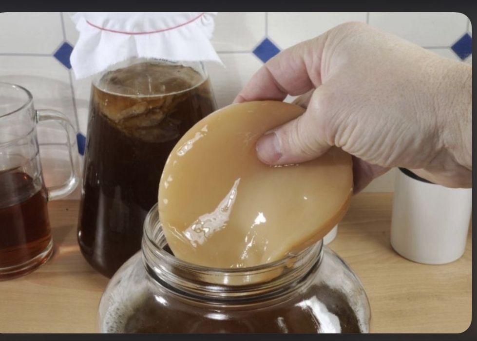 Vand ciuperca Kombucha (SCOBY) + starter + instructuctiunu  complete!