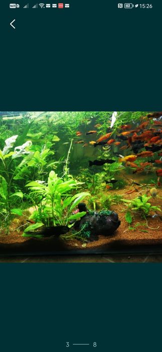 Plante easy.        .