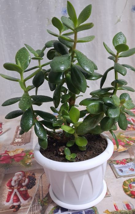 Продам денежное дерево