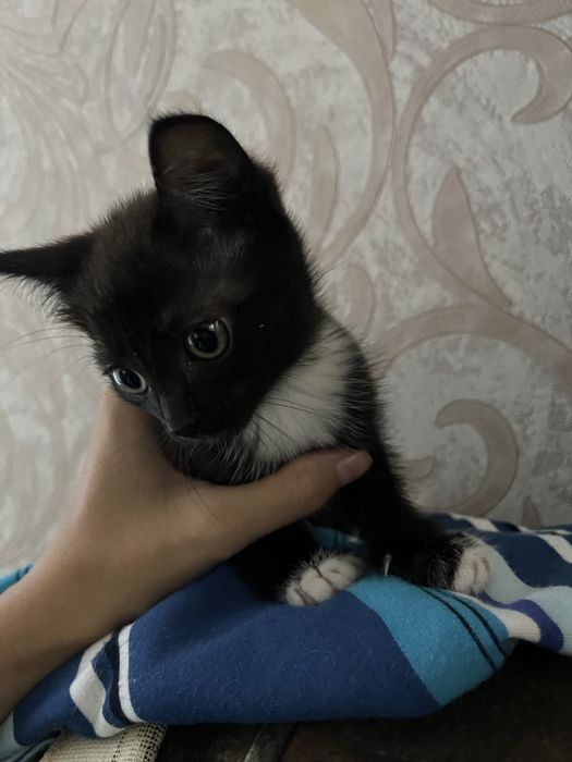 Прелестные котятки