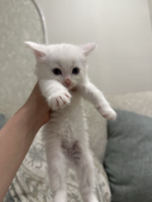 Продам ангорских котят