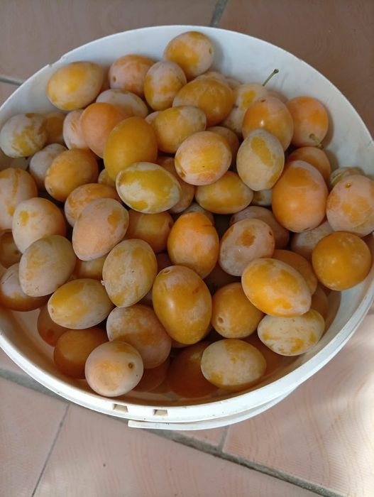 Продам сладкую домашнюю сливу