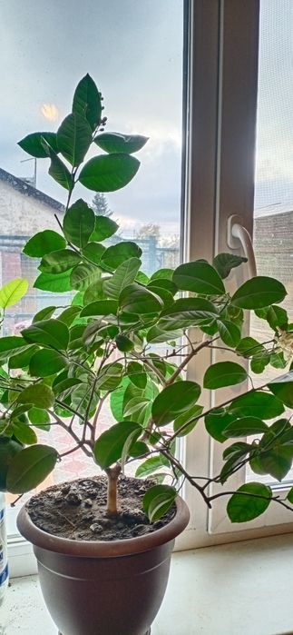 Продам домашний лимон