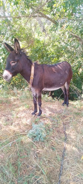 Продам ишачку возраст два года.