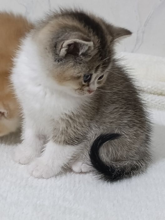 Britanskiy bikalor shinshilla