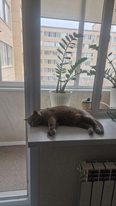 Котик британский.