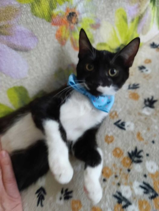Donez spre adopție pui de pisică