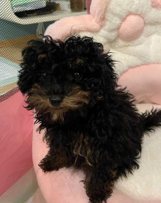 Тойпуделче момиченце