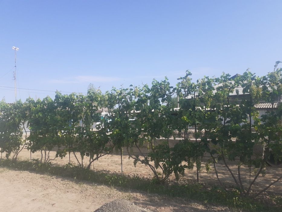 Xovli uy joy Sotiladi !!! Ховли Сотилади.