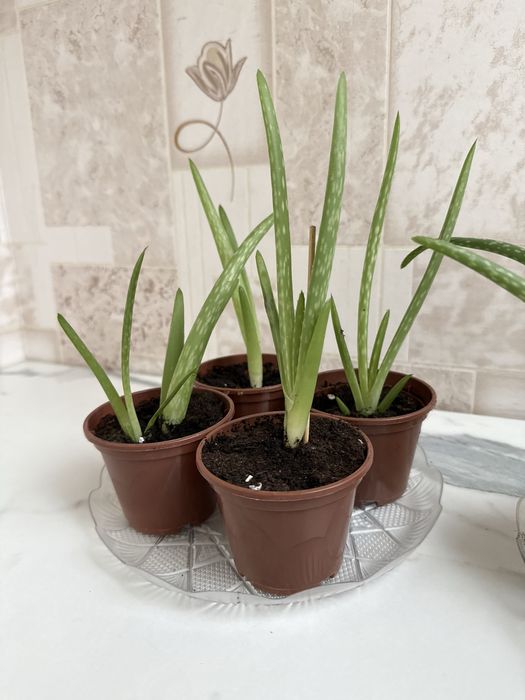 Алоэ лечебный растение