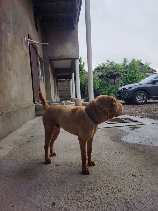 Шарпей кобель для вязки