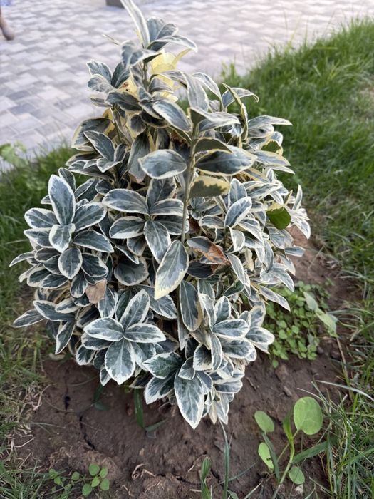 Iyanomis Yaponika sotiladi